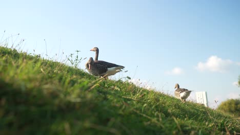 geese and ducks foraging on green grass in slow motion, low angle under a blue sky alongside sidewalk walking path, shallow depth of field