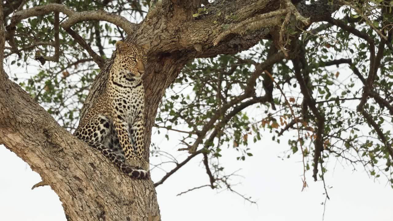 un leopardo, sentado en un árbol, se vuelve para mirar la cámara en el masai mara, kenia