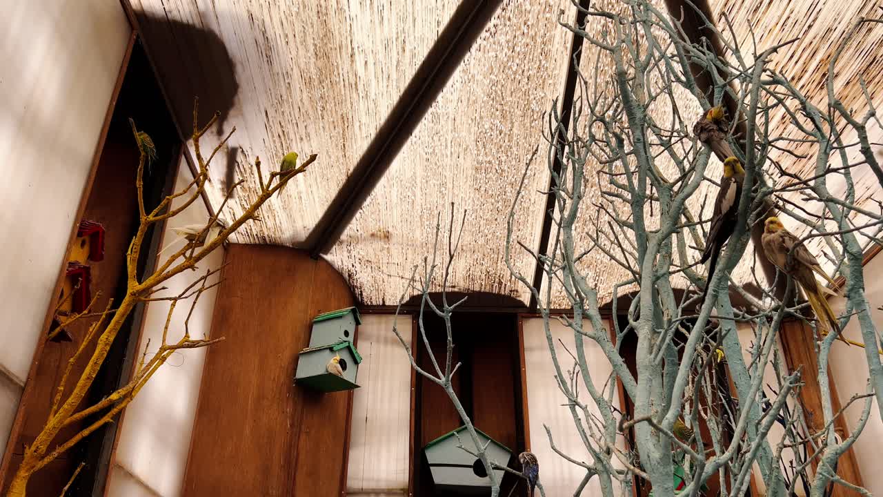 Internal organization interior of an aviary for parrots, a zoo with tropical birds