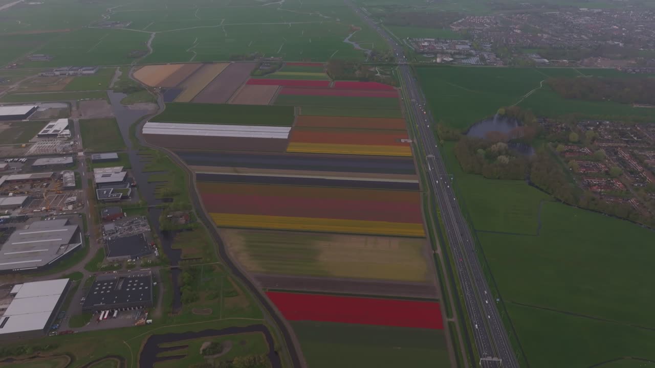 File e file di tulipani lungo la strada all'alba vicino ad Alkmaar, Paesi Bassi