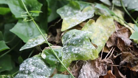 rack focus, leaves with fungal disease