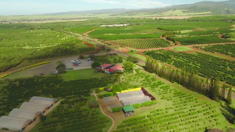 Moving-cloud’s-shadow-reveals-a-coffee-farm-ranch-surrounded-with-coffee-sown