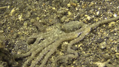 white-v octopus searches for food on sandy bottom