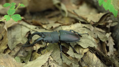 japanese stag beetle crawl in a forest - closeup