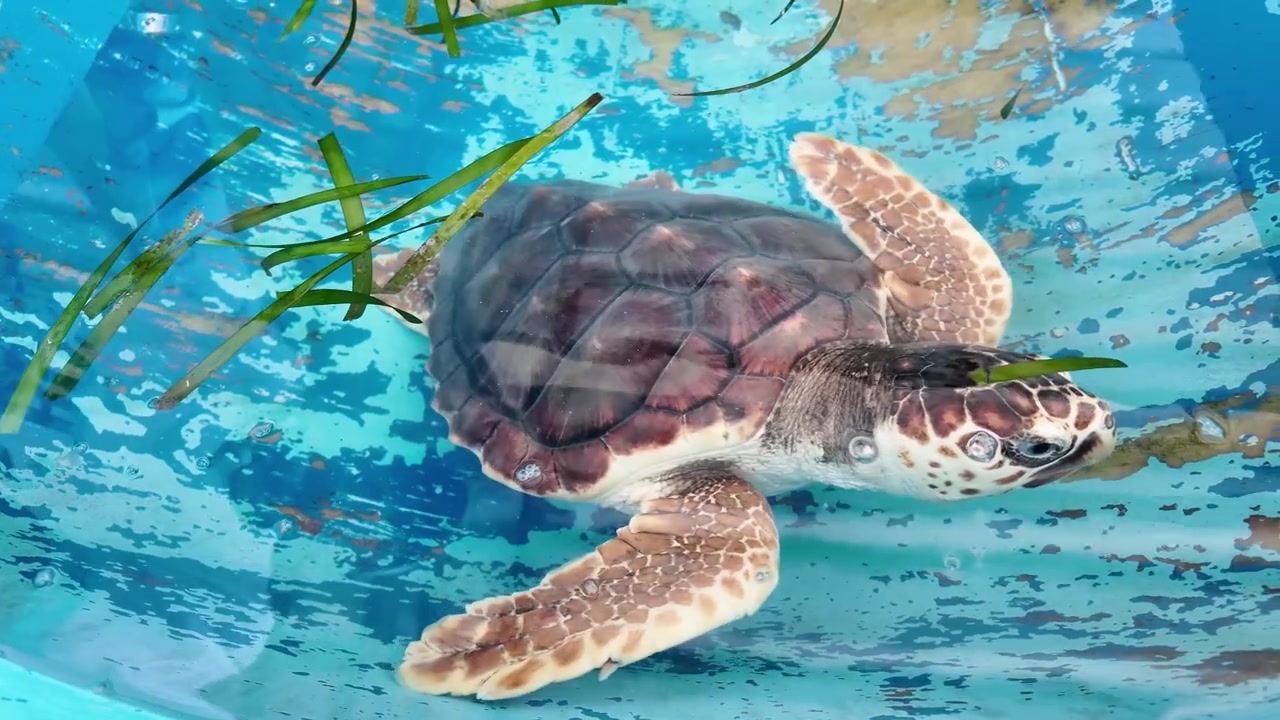 close-up shot young sea turtle hatchling swimming in shallow blue container during rehabilitation effort. Green sea grass floating nearby and subtle water bubbles around flippers