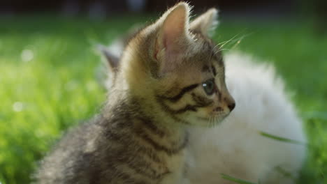 草の上に座って、公園でカメラを見ている少し面白いキティ猫のクローズ アップ ビュー