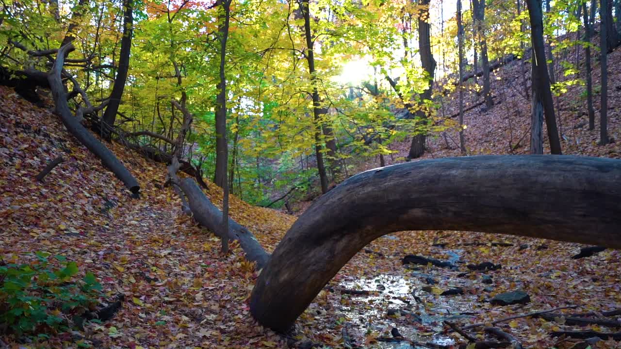 corriente de agua en el bosque durante el otoño con destellos solares que alcanzan su punto máximo a través de los árboles.