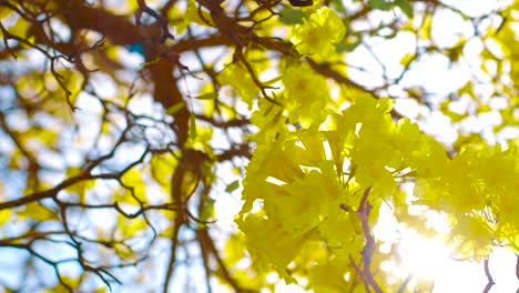 Las-Hermosas-Flores-Amarillas-Del-árbol-Kibrahacha-Balanceándose-A-Lo-Largo-De-Los-Vientos-En-Un-Día-Soleado-En-Curacao---Primer-Plano