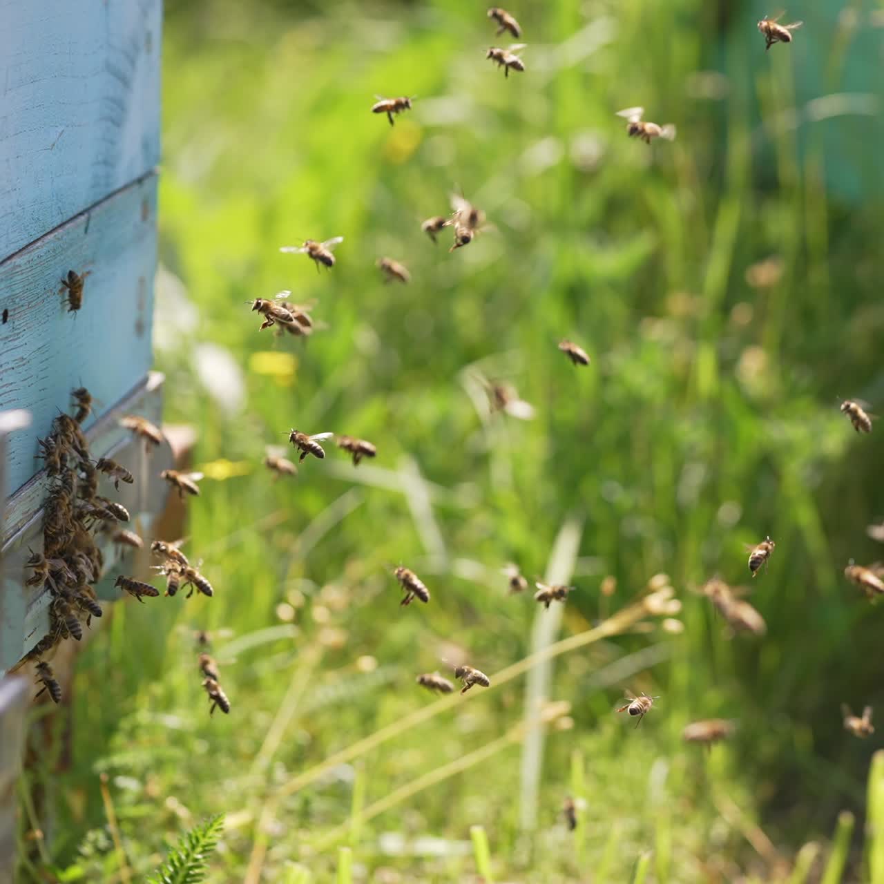 Bees flying near the beehive. Swarm of beekeeping insects