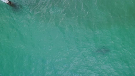 bull shark patrolling the shallow waters near a pier aerial above view