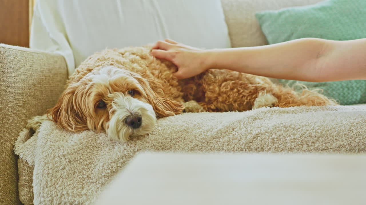 Incrocio tra Barboncino Toy e Havanese si rilassa su un divano accogliente mentre una mano gli accarezza delicatamente il pelo in un luminoso soggiorno di giorno