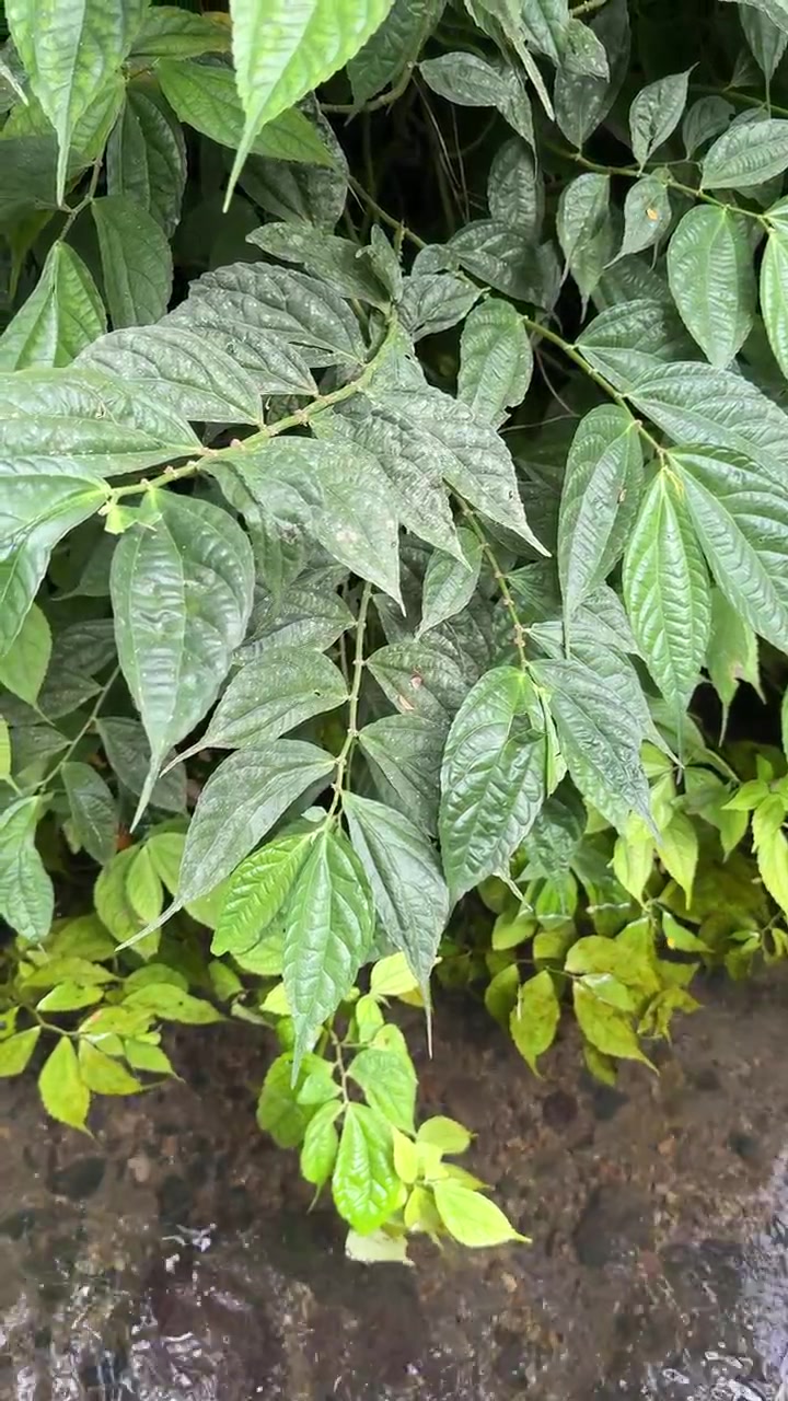Folhas Verdes Penduradas Sobre um Riacho Fluindo na Natureza
