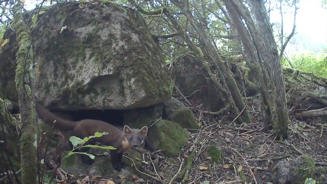 Martora europea (Martes martes) nella foresta. Saaremaa, Estonia