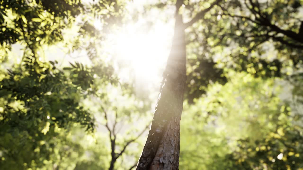 안개 가 가득 한 숲 에서  ⁇ 빛 이  ⁇ 아오르는 광선