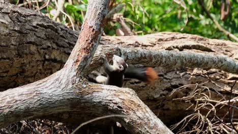 Seen-under-a-branch-biting-of-the-bark-to-expose-some-food-to-eat