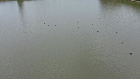 slow aerial flight above a group of swans and other waterbirds, 4k