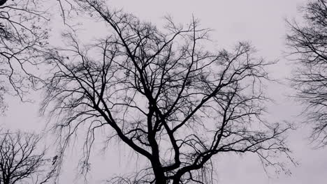 bare trees against a gray sky