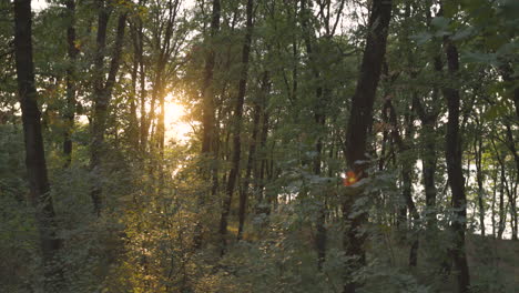 forest nature park at sunrise, tracking sideways view of green woodland vegetation plants and leaves, sunbeam sunlight through trees trunks branches, tropical wild lush landscape