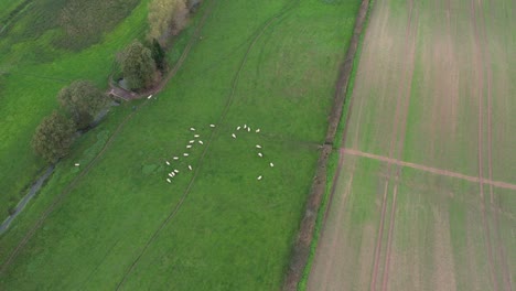 aerial view of sheep grazing in a green field