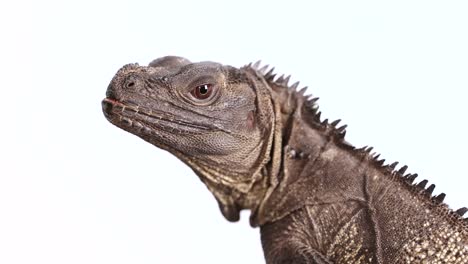 hydrosaurus amboinensis appears in a minimalist setting with subtle head movements, captured in bright lighting against a plain background