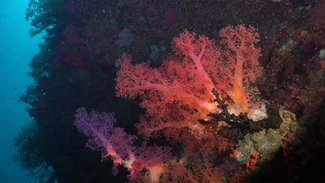 colorful soft corals in red and purple on steep tropical coral reef