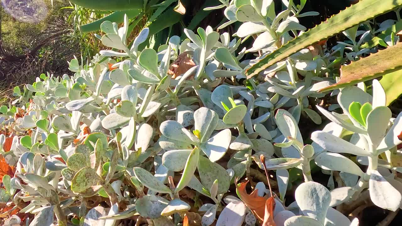 빛 이 내리는 야외 정원 에서 번성 하는 울창 한 토스 와 수풀