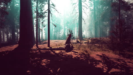 majestic sequoia forest with towering trees dark forest