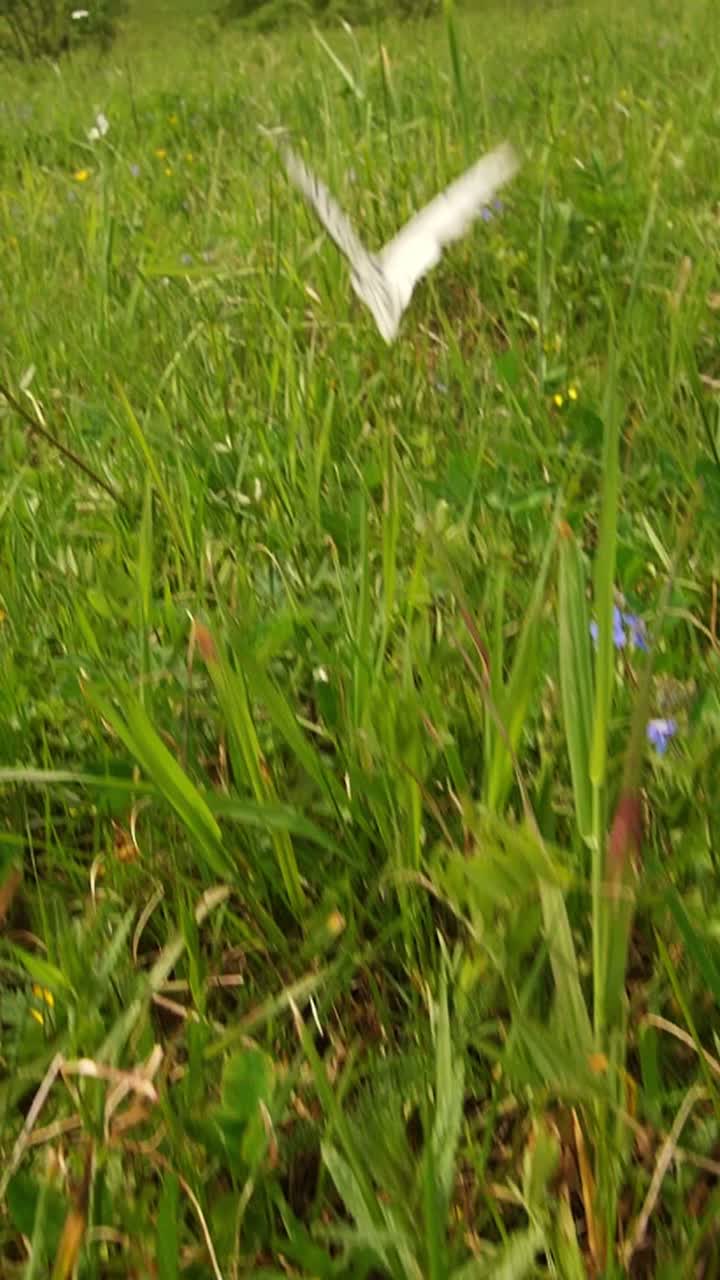 White Butterfly in a Meadow