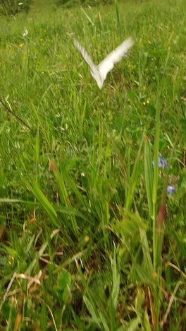 white butterfly in a meadow