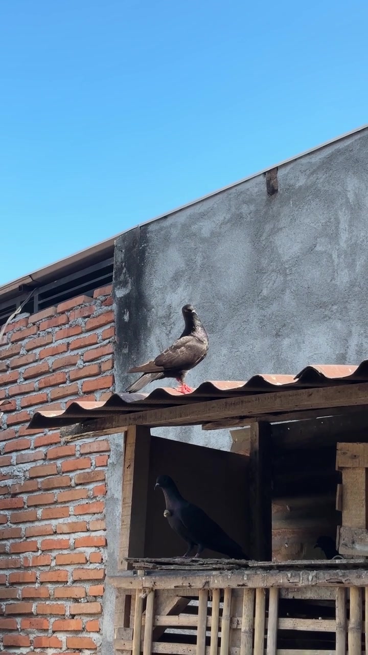 Two Pigeons Perched on a Wooden Coop Roof