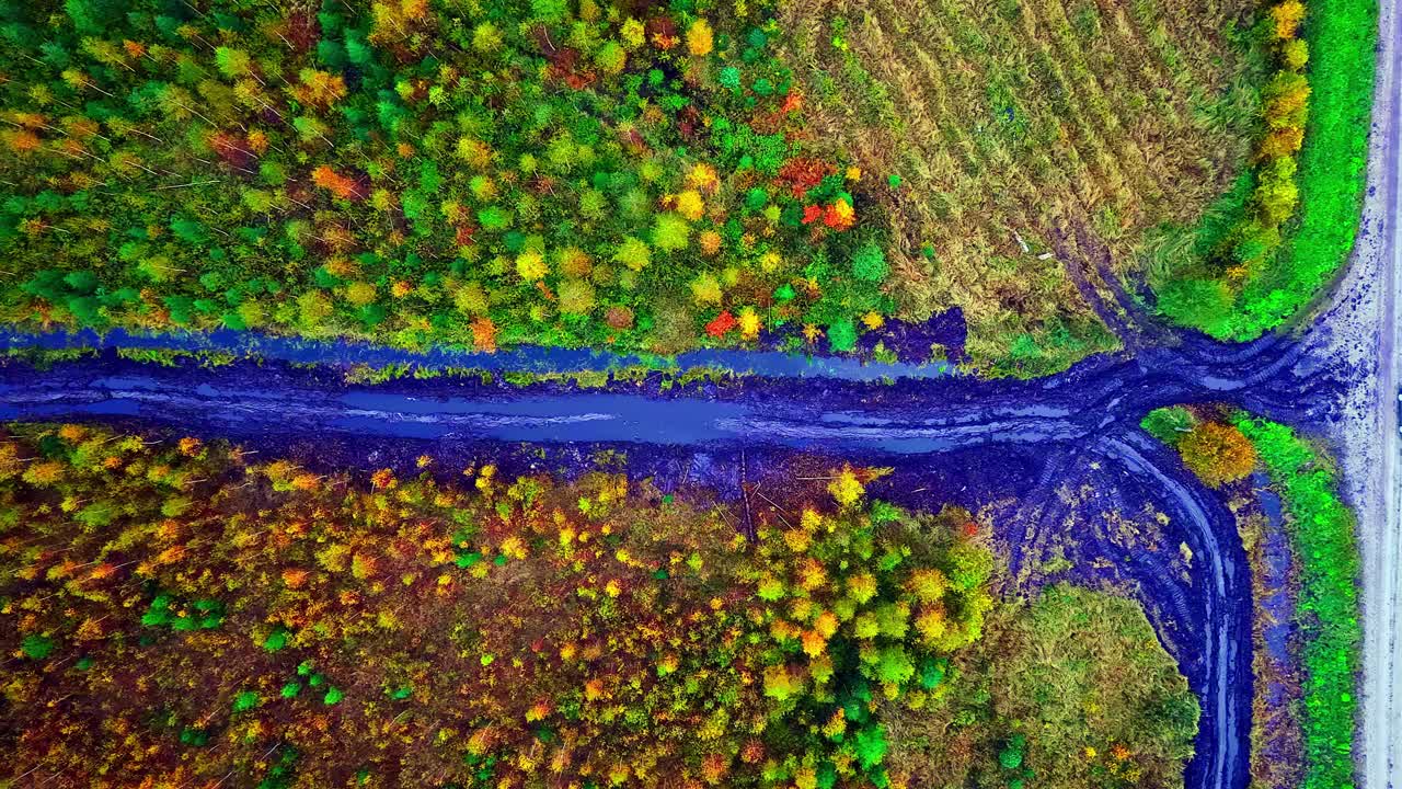 Top-down aerial of a muddy dirt road cutting through a vibrant autumn forest