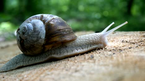 big snail closeup on the trunk of old tree.