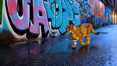 caracal cat in a graffiti alley