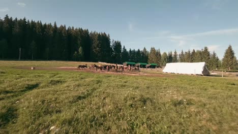 Fpv-Renndrohnenaufnahmen-Aus-Der-Luft-Einer-Herde-Von-Hucul-Ponypferden,-Die-In-Einem-Gehege-Im-Dorf-Sihla-In-Der-Zentralslowakei-Ruhen-Und-Grasen