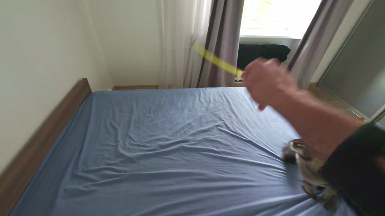 큰 메인  고양이가 놀이 장난감을 고 있다