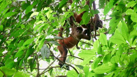 central american spider monkeys hanging from tree looking at camera, slow motion