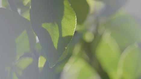 close-up of a lemon leaves