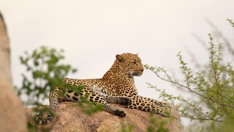 un gran leopardo observa desde el acantilado en busca de presas a última hora de la tarde