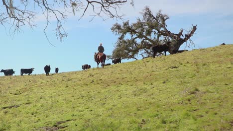 Un-Vaquero-Se-Dispone-A-Empujar-El-Ganado-Ligeramente-Cuesta-Arriba-De-él