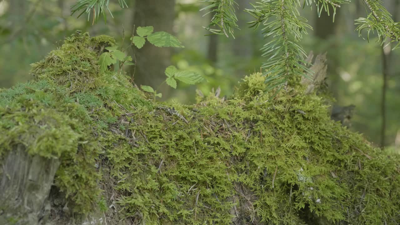 Moss-covered tree stump in a forest