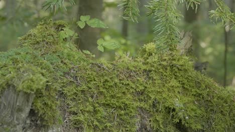 moss-covered tree stump in a forest