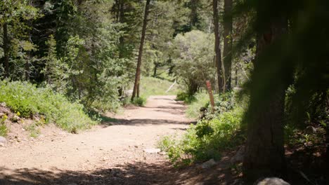 descubre la tranquilidad serena en un sendero de senderismo de colorado rodeado de la belleza de la naturaleza