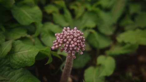 pink flower in garden with leaves in background