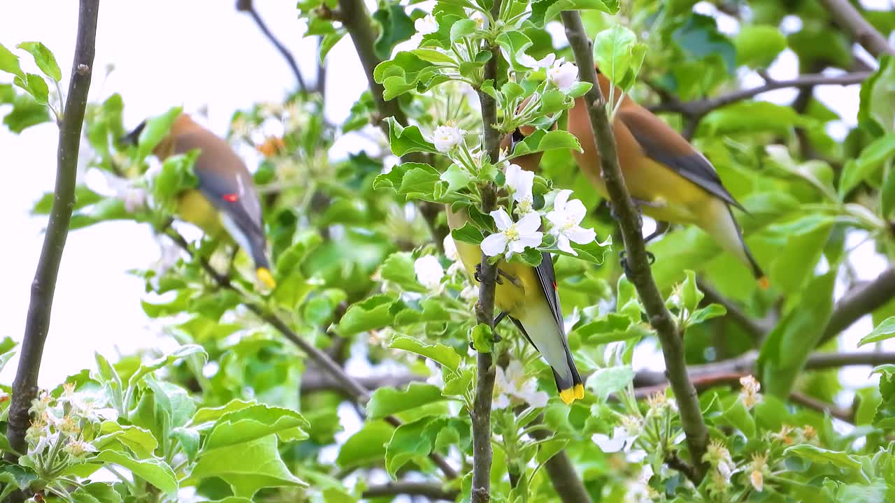 pájaros de alas de cedrón posados en plantas con flores comiendo pétalos en primavera