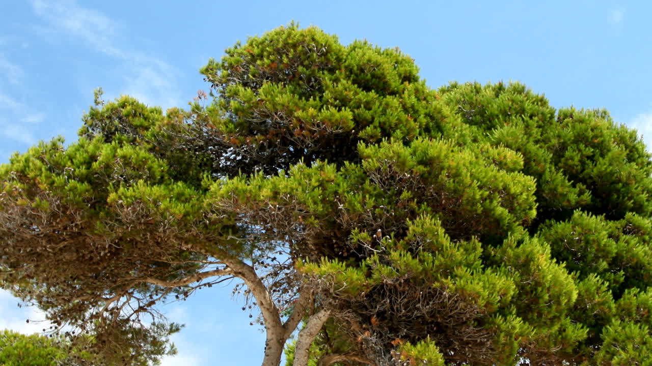 майорка боске 07