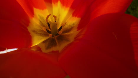 closeup view red flower blooming among fresh grass. tulip flower blossoming