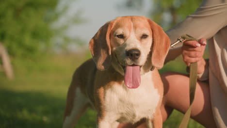 close-up of dog owner gently rubbing dog s body with grooming glove, under warm sunlight, dog has tongue hanging out, looking happy and content with a blurred background