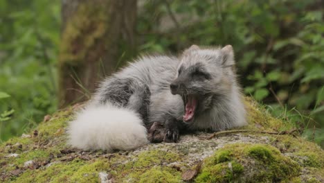 arctic fox (vulpes lagopus) also known as the white fox, polar fox, or snow fox. lives in to the arctic regions of the northern hemisphere and common throughout the arctic tundra.