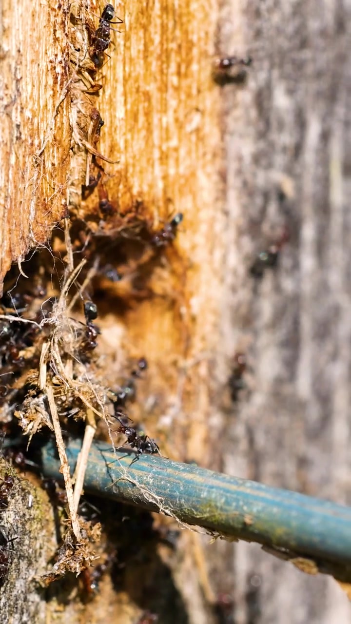 Formiche che costruiscono attivamente l'ingresso di una colonia nel legno, mostrando lavoro di squadra e comportamento naturale in un ambiente illuminato dal sole.