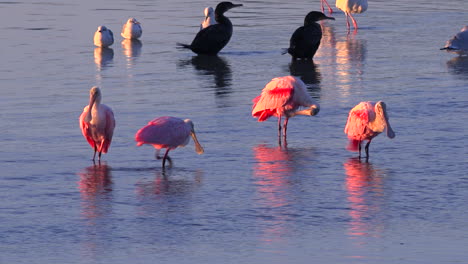 Flamencos-Vadean-En-Luz-Dorada-A-Lo-Largo-De-La-Costa-De-Florida